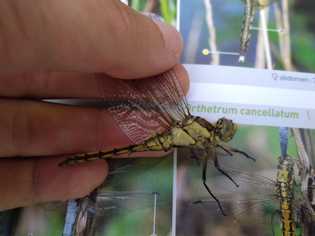 Biodiversité fonctionnelle en verger