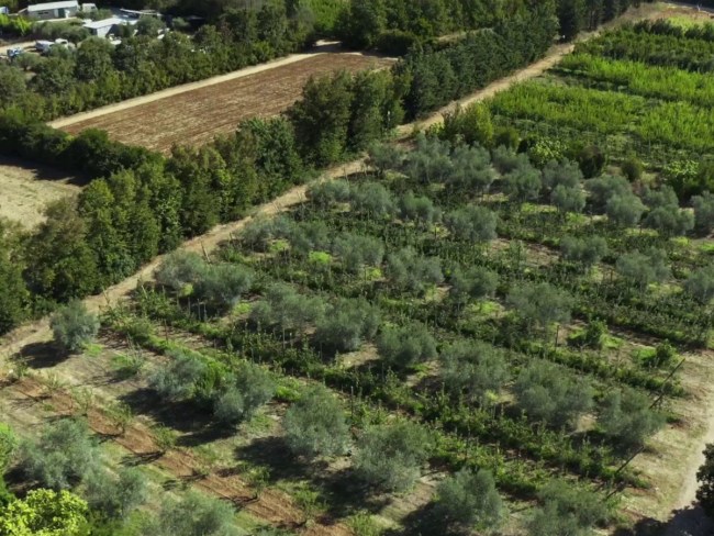 Verger diversifié multi-espèces agroécologique ALTO