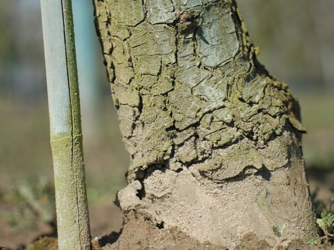 Évaluation agronomique des porte-greffe de poirier 