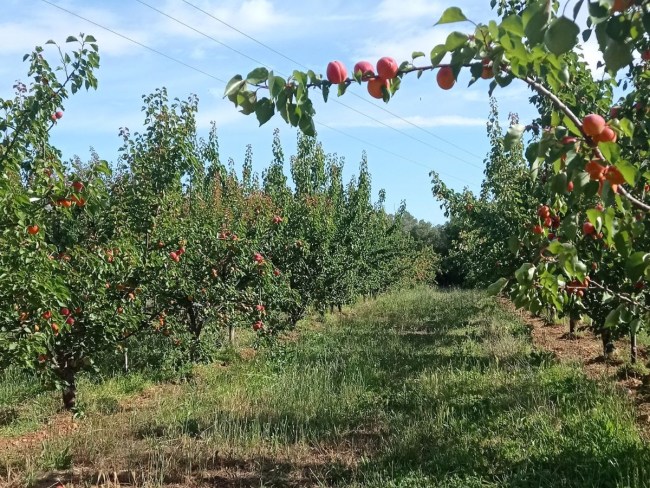 Fruits à noyau : matériel végétal adapté à l'agriculture biologique