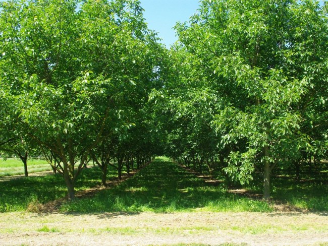 Verger de noyers bas intrants phytosanitaires