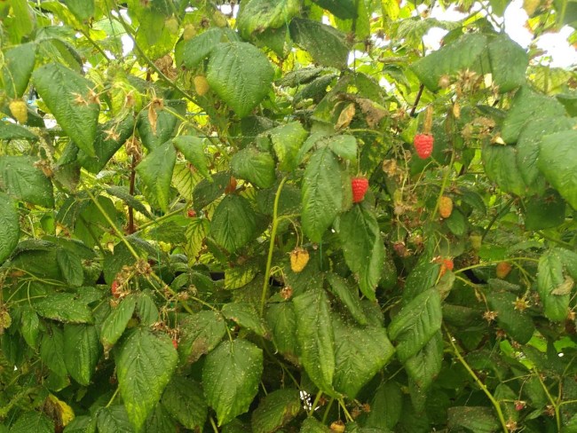 Evaluation de produits de biocontrôle sur les bioagresseurs des petits fruits rouges BIOBERRYCONTROL