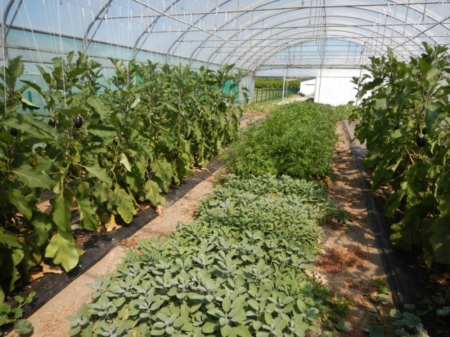 Protection des cultures d'aubergine contre les pucerons à l'aide de plantes de service