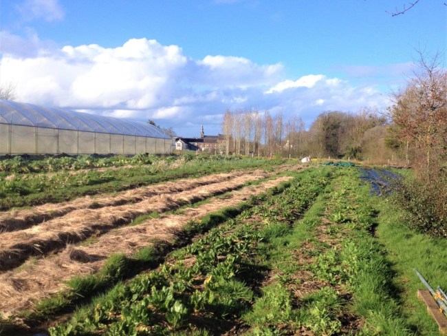 Performance environnementale de fermes maraîchères en agriculture biologique