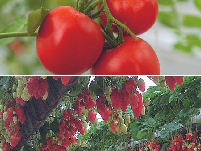 Qualité nutritionnelle des fruits et légumes - Appui à la constitution d'une base de données
