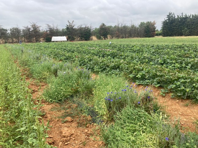 Transition vers des systèmes agro-écologiques innovants en culture du melon - AGRECOMel