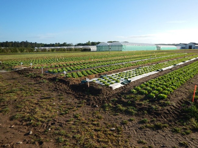 Elaborer des solutions de paillages biodégradables en cultures maraîchères  - SOPAM - CTIFL