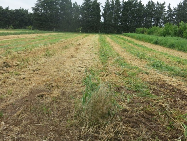 Travail du sol simplifié en maraîchage