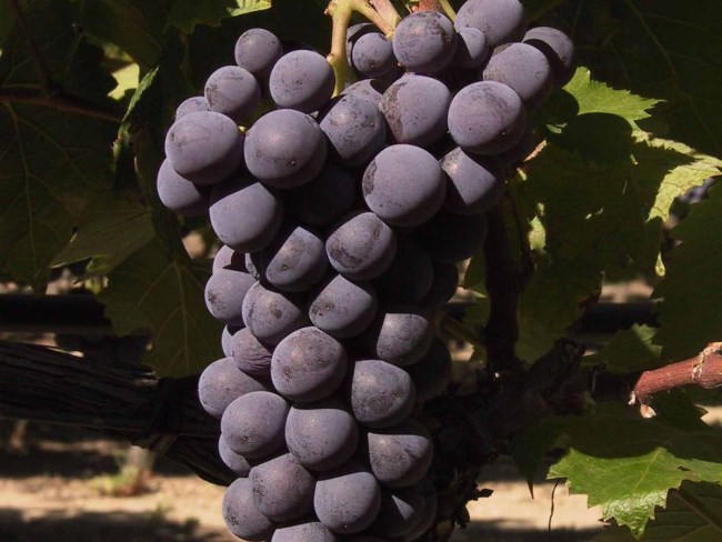 Fertirrigation en raisin de table : tour d'horizon des pratiques en France et à l'étranger