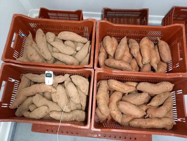 Optimisation de la conservation et maintien de la qualité de la patate douce