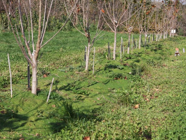 Plantes de service et compétition