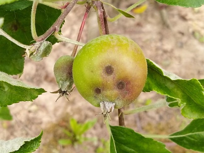 Maîtrise de la tavelure du pommier sans fongicide en difficulté en AB et conventionnel - H2025