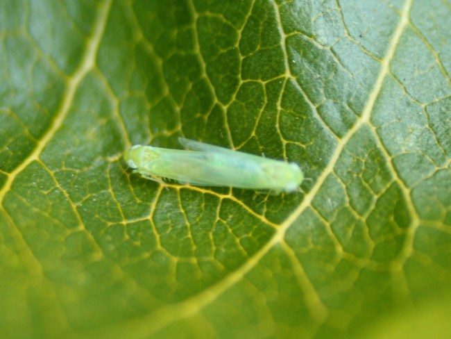 Étude des cicadelles vertes sur fruits à noyau