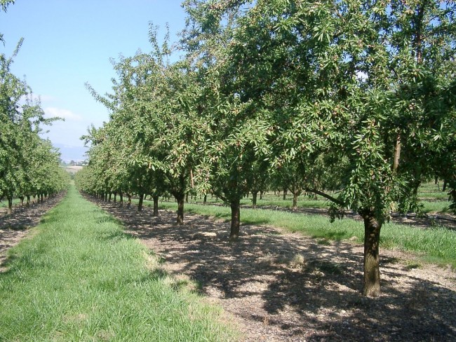 Conduite, pratiques culturales, irrigation et fertilisation de l'amande - FERTIRAMANDE