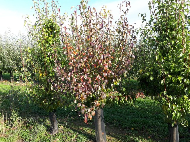 Evaluation du risque Pear Decline - dépérissement du poirier en vergers et pépinières