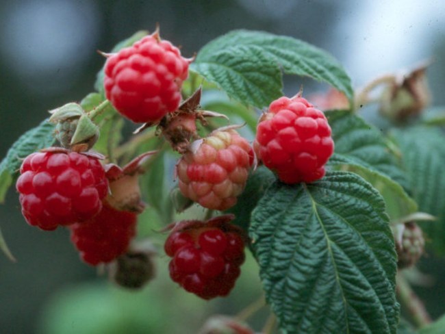 Développement des analyses nécessaires à la mise en place de la certification des plants de Rubus
