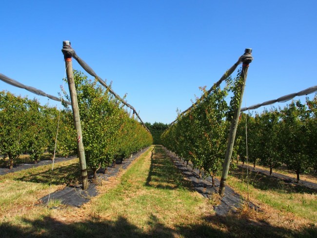 Adaptation de la dose de produit phytopharmaceutique en vergers de fruits à noyau - ADOPA