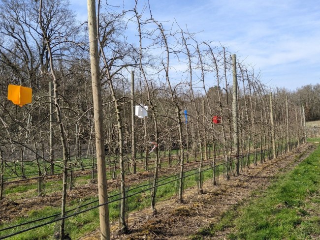 Améliorer la protection des vergers agrobiologiques contre l'hoplocampe du pommier