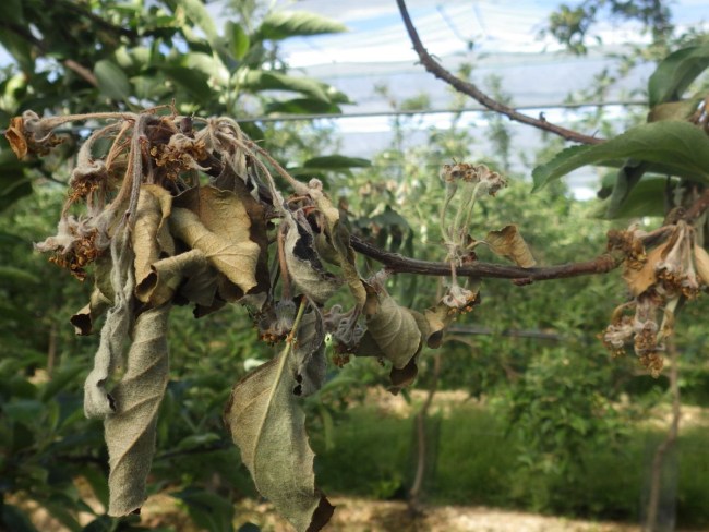 Evaluation de différentes méthodes de lutte contre le chancre du pommier (Nectria ditissima)