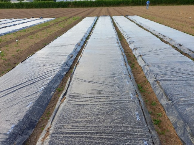 Gestion de l'enherbement en légumes AB