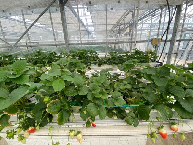 Etude de la capacité des variétés de fraisiers à s'adapter au changement climatique