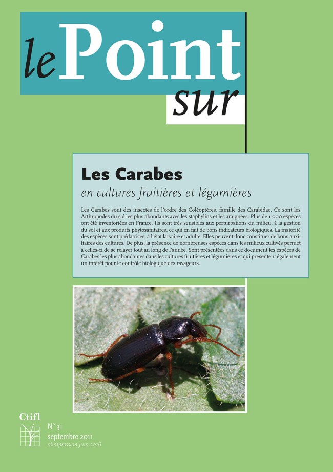 Les carabes en cultures fruitières et légumières Les carabes en cultures fruitières et légumières