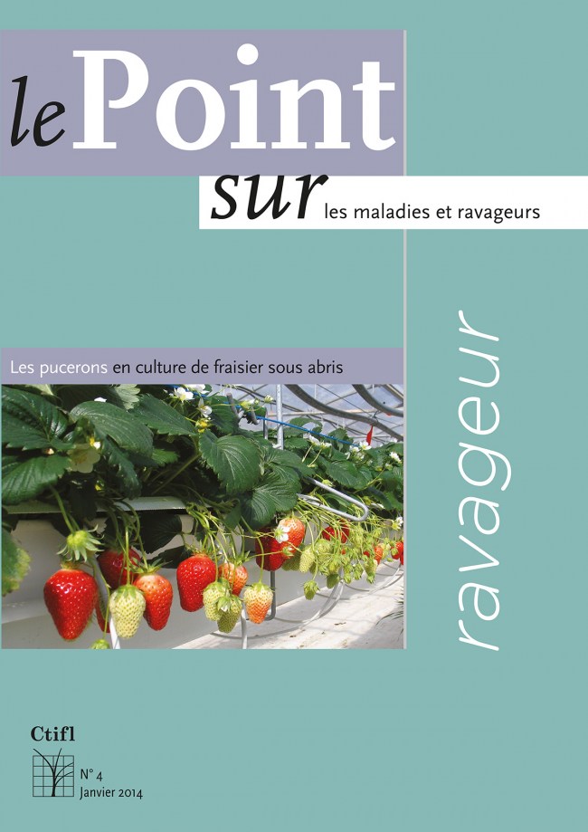 Ravageur : les pucerons en culture de fraisier sous abris Ravageur : les pucerons en culture de fraisier sous abris