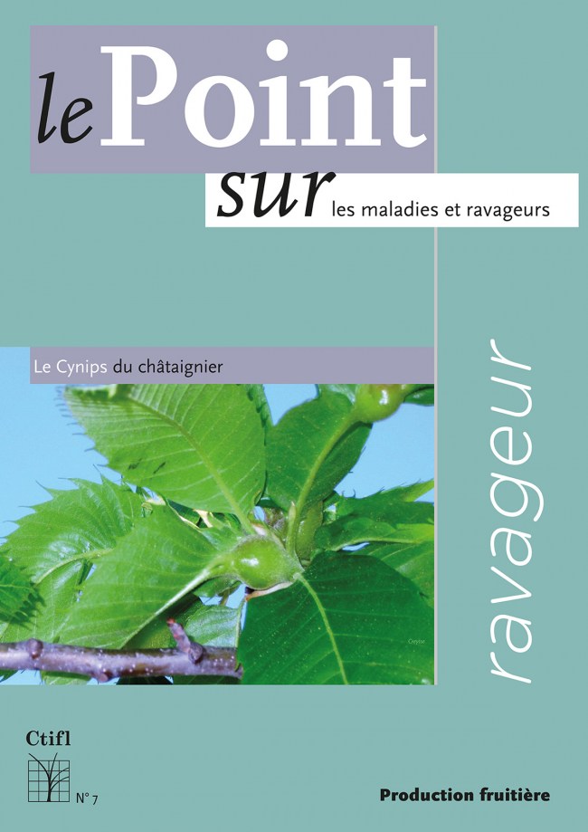 Ravageur : le Cynips du châtaignier Ravageur : le Cynips du châtaignier