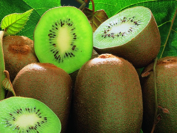 Le kiwi de moins en moins exotique