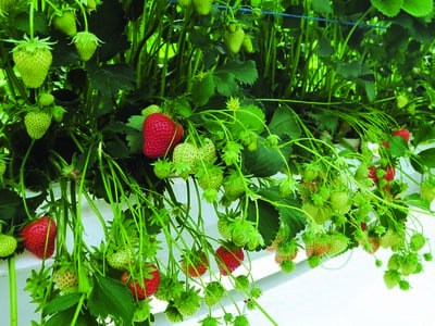 Le ravageur émergent Drosophila suzukii - Premières expérimentations sur un parasitoïde indigène en culture de fraise sous serre
