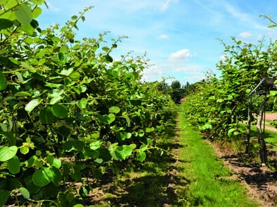 Amélioration des moyens de lutte contre Pseudomonas syringae pv. actinidiae - Bilan du projet Casdar 2012-2015