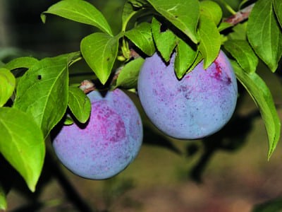 Qualité et conservation de la prune grenadine (Cov) - Premiers enseignements des essais du CEFEL