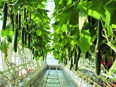 Conduite du concombre sur fil haut - Évaluation technico-économique et agronomique de la culture 