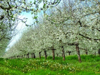 Utilisation de marqueurs moléculaires associés à un caractère d'intérêt - L’autoincompatibilité pollinique chez les Prunus 