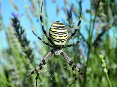 Biodiversité fonctionnelle en verger - Quatre années d'étude des araignées sur pêcher
