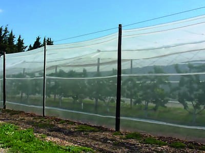 Sécuriser la production cerise et limiter les intrants - La protection d'une parcelle contre la pluie et les insectes