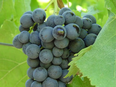 Composition chimique, composés d'intérêt nutritionnel et arômes - Six variétés de raisin de table à l'étude