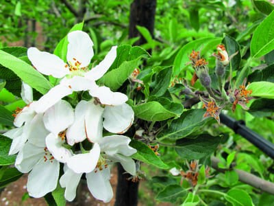La dormance du pommier - Quantité de froid et anomalies florales