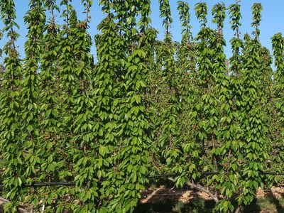 Un nouveau mode de conduite du cerisier - Premiers résultats du Upright Fruiting Offshoots (UFO)