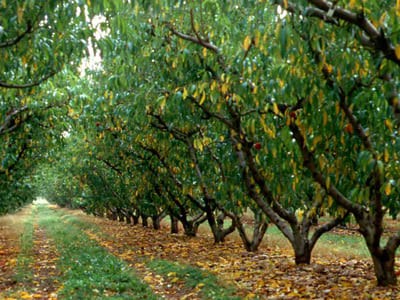 Sensibilité variétale du pêcher à Xanthomonas arboricola pv. pruni : une enquête CTIFL auprès des producteurs