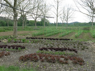 Développer les fruits et légumes bio - Quels besoins techniques et travaux d'expérimentations ?