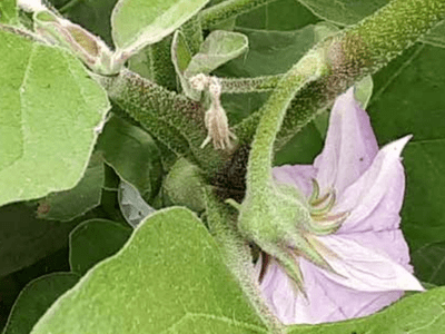 Réseau Dephy ferme de la filière légumes - Fraise - Framboise - Bilan de campagne, outil de mesure et impact des pratiques agricoles