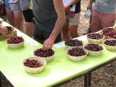 Le rendez-vous de la cerise - La Tapy/CTIFL - Variétés, porte-greffe, conduite et protection phytosanitaire