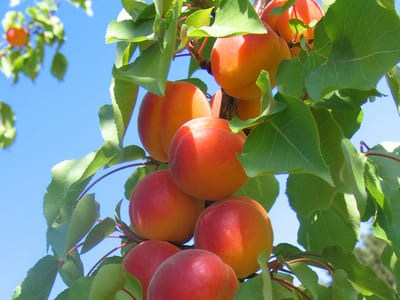 Pratiques culturales et phytosanitaires en verger d'abricot - Nombre moyen et raisonnement des traitements