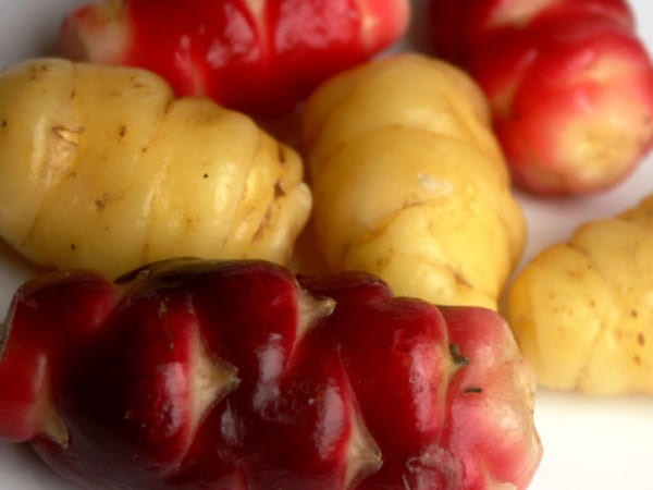 Légumes anciens en perpétuel renouveau