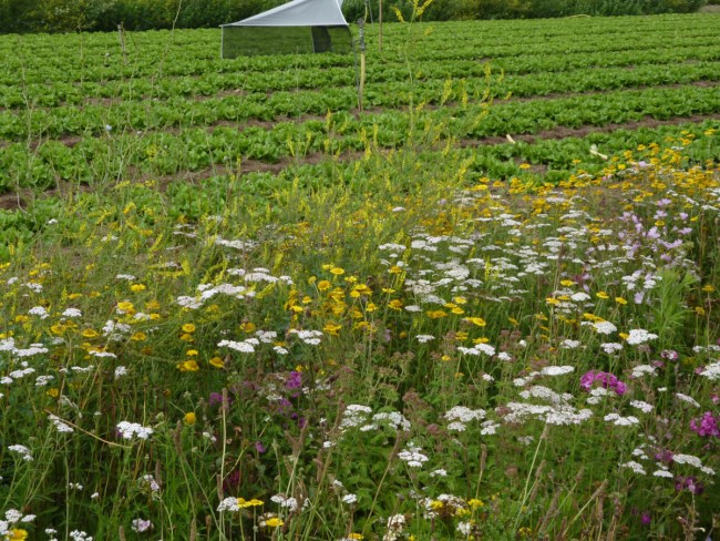 L’agroécologie dans la filière des fruits et légumes - Une nouvelle vision pour tous les professionnels