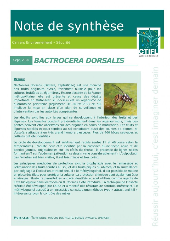 Tout savoir sur la punaise diabolique, insecte nuisible qui est en