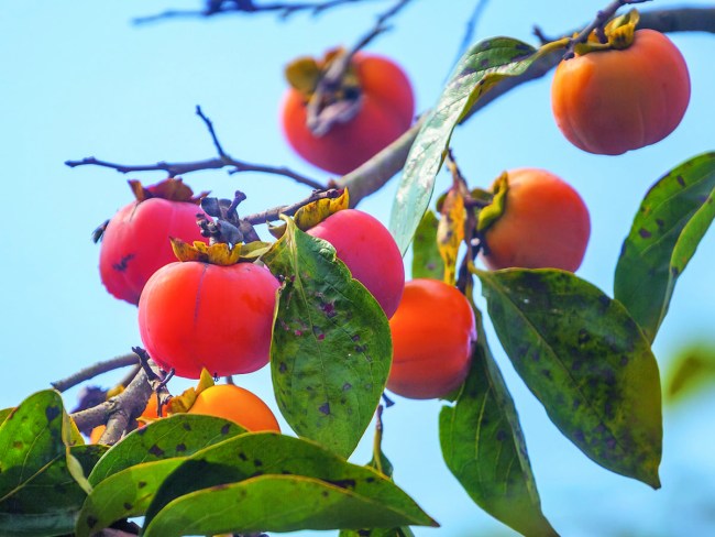 Le kaki, un fruit méditerranéen venant d’Asie