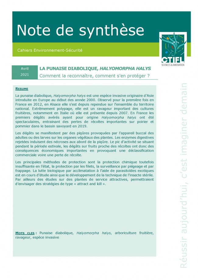 La punaise diabolique, Halyomorpha halys : comment la reconnaître, comment s’en protéger ?