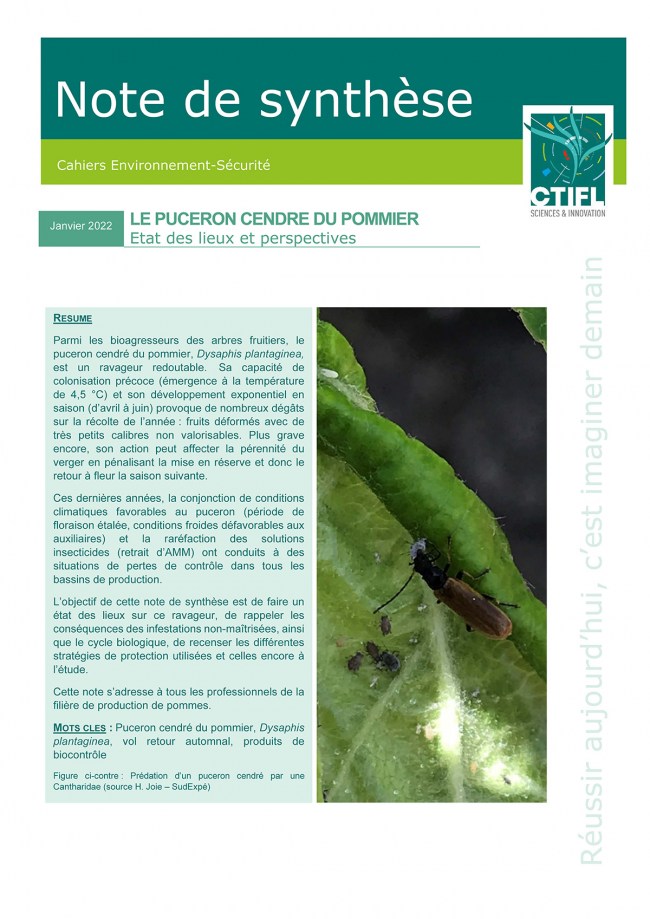 Le puceron cendré du pommier : état des lieux et perspectives Le puceron cendré du pommier : état des lieux et perspectives